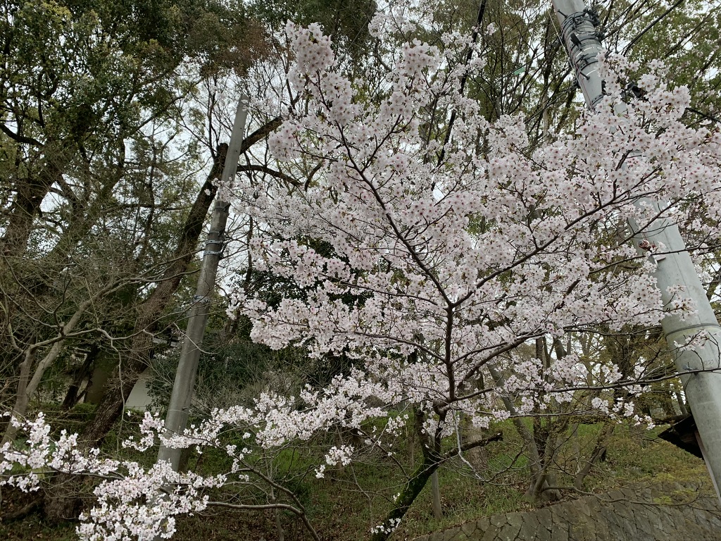 四條畷神社　桜