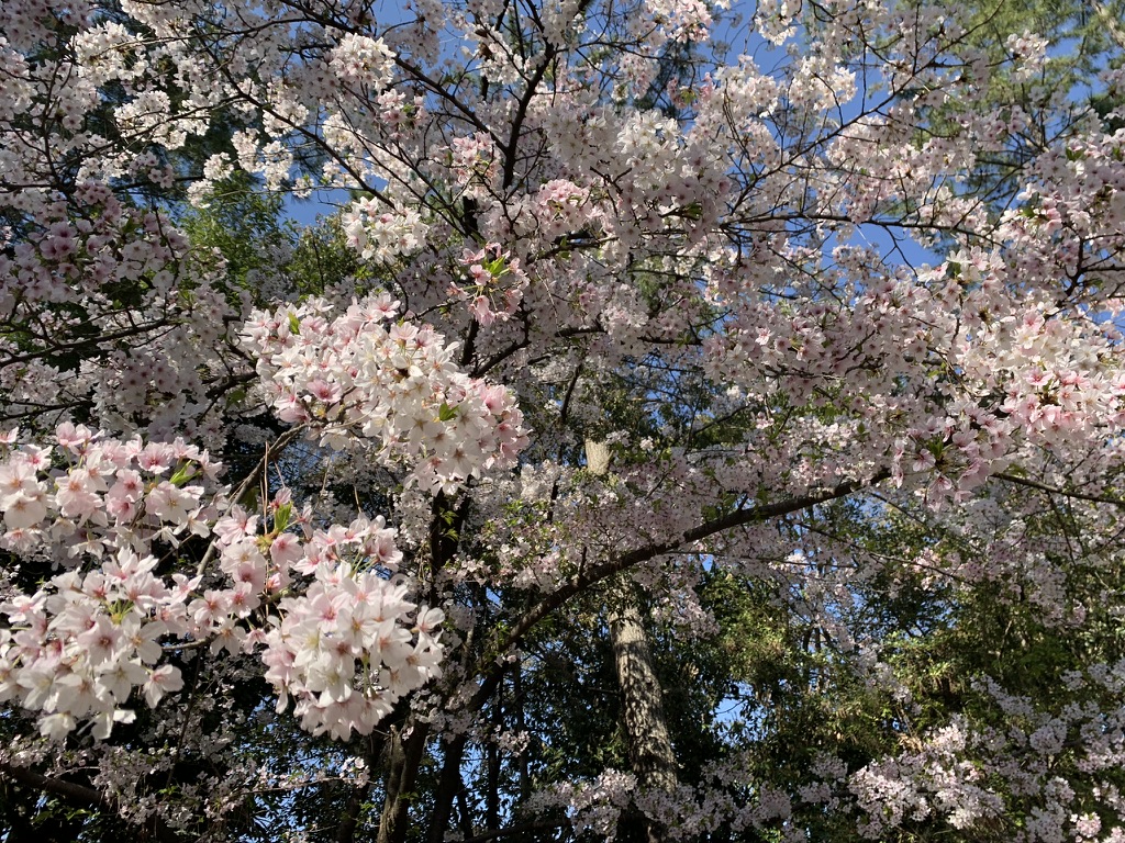 辛国神社　二の鳥居　桜