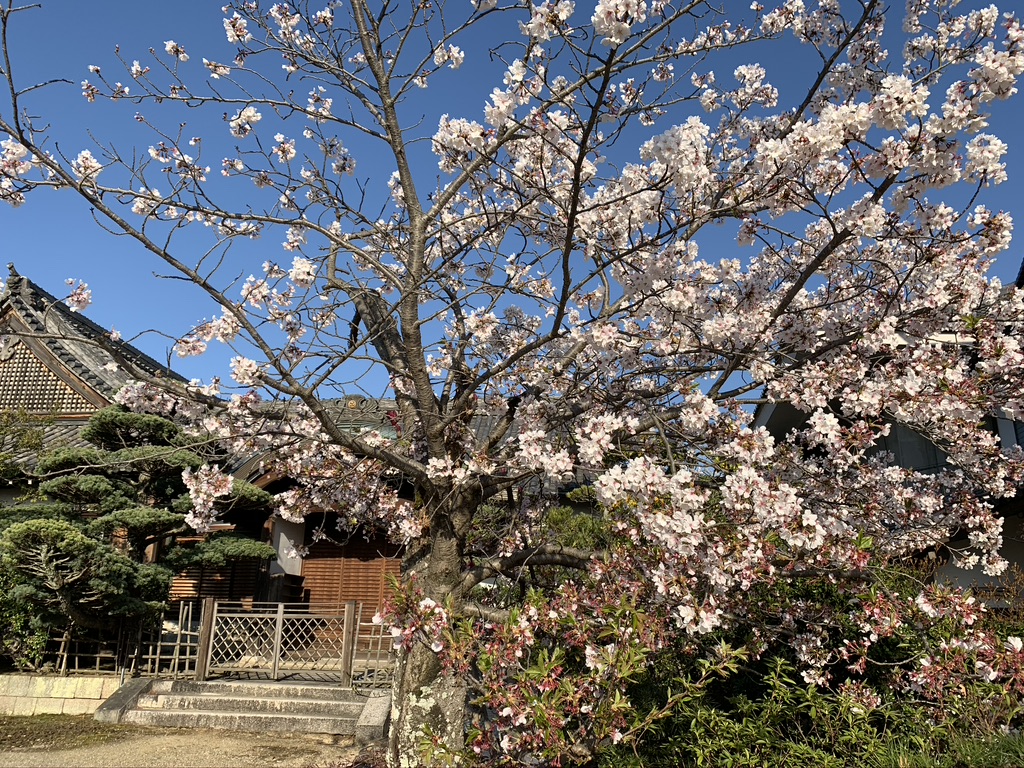 河内西国　叡福寺　桜