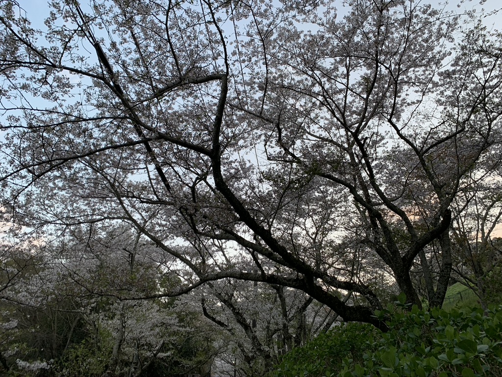 山中渓　川　桜