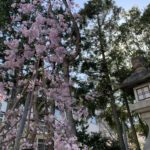 辛国神社　一の鳥居　枝垂れ桜