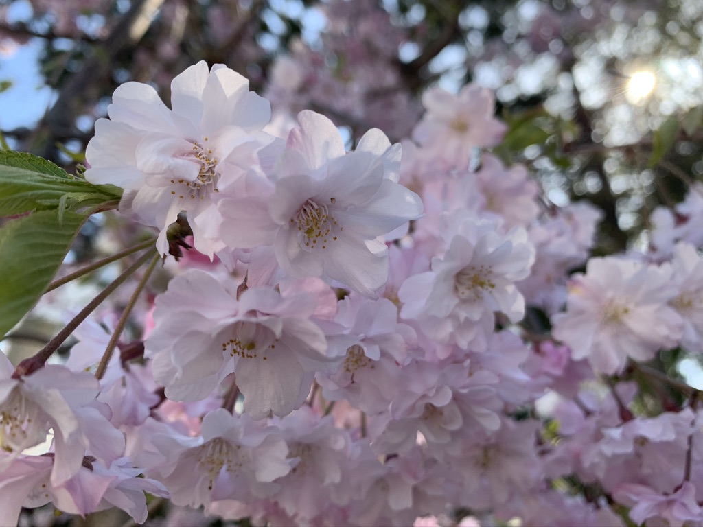 辛国神社　一の鳥居　枝垂れ桜