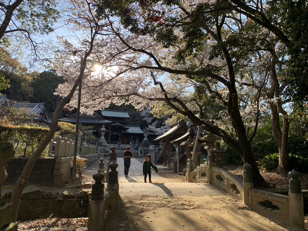 波太神社　石橋　桜
