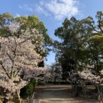 波太神社　境内　桜