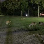 奈良公園　鹿　夜間