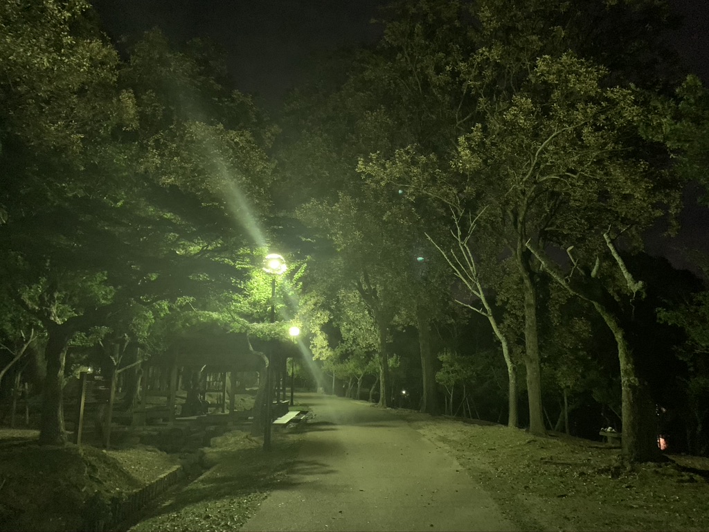 奈良公園　夜間