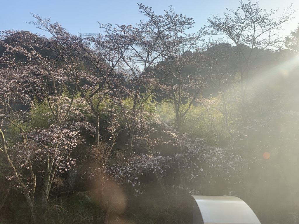南海高野線の桜