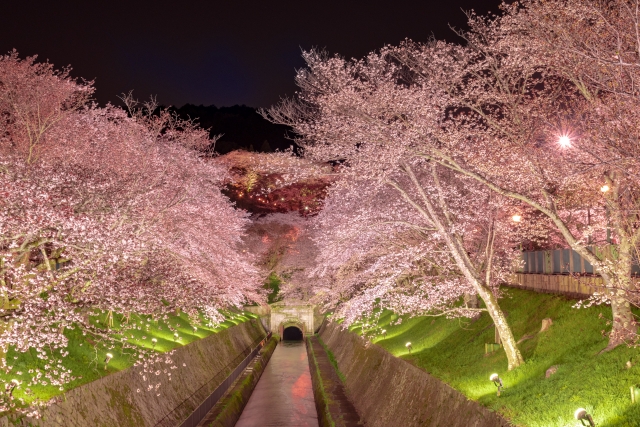 琵琶湖疏水 桜2 ライトアップ