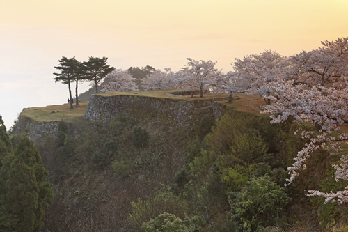 竹田城跡　春の特別観覧　桜　桜と石垣　写真提供：吉田　利栄