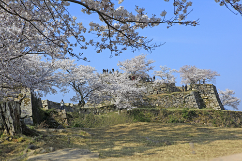 竹田城跡　春の特別観覧　桜　桜咲く城　写真提供：吉田　利栄