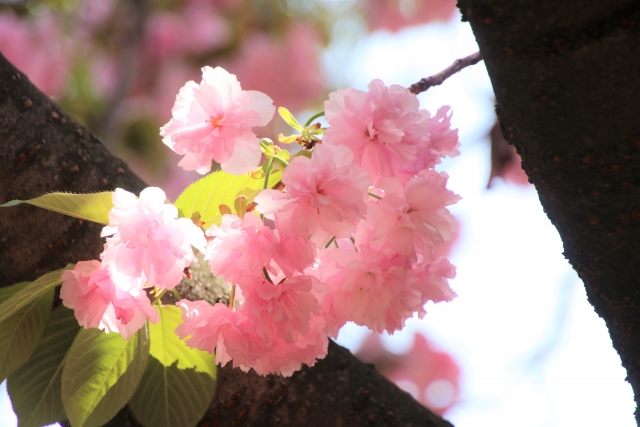 桜「大手毬」