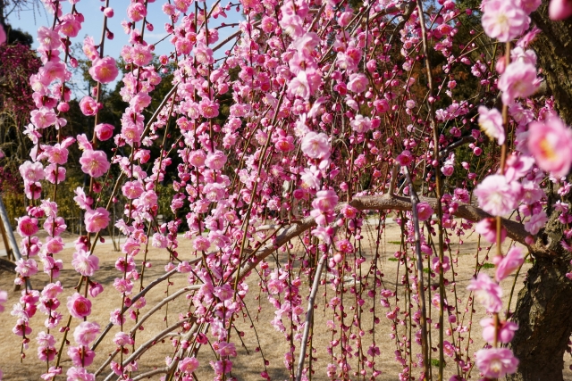 三室戸寺「しだれ梅園」に咲き誇る梅の花