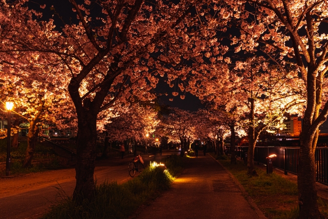 大阪造幣局「桜の通り抜け」のライトアップ