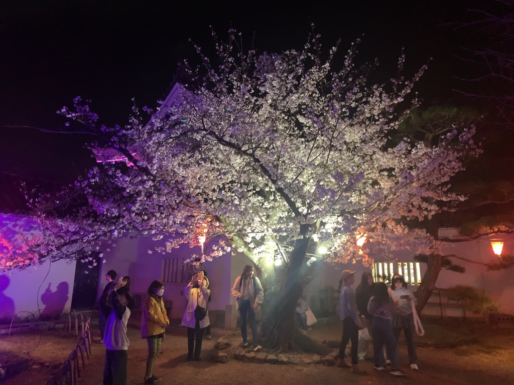 『岸和田市お城まつり』岸和田城庭園「八陣の庭」や桜をライトアップ