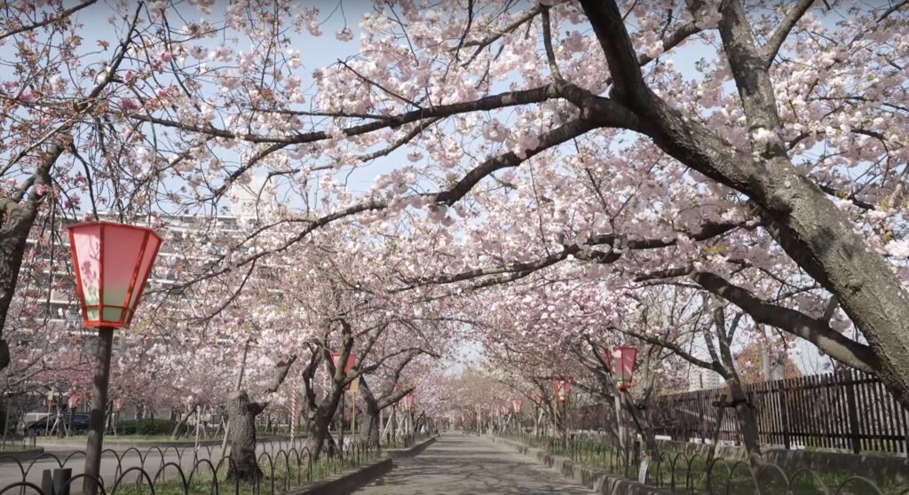 大阪造幣局「桜の通り抜け」（公式YouTubeから引用）
