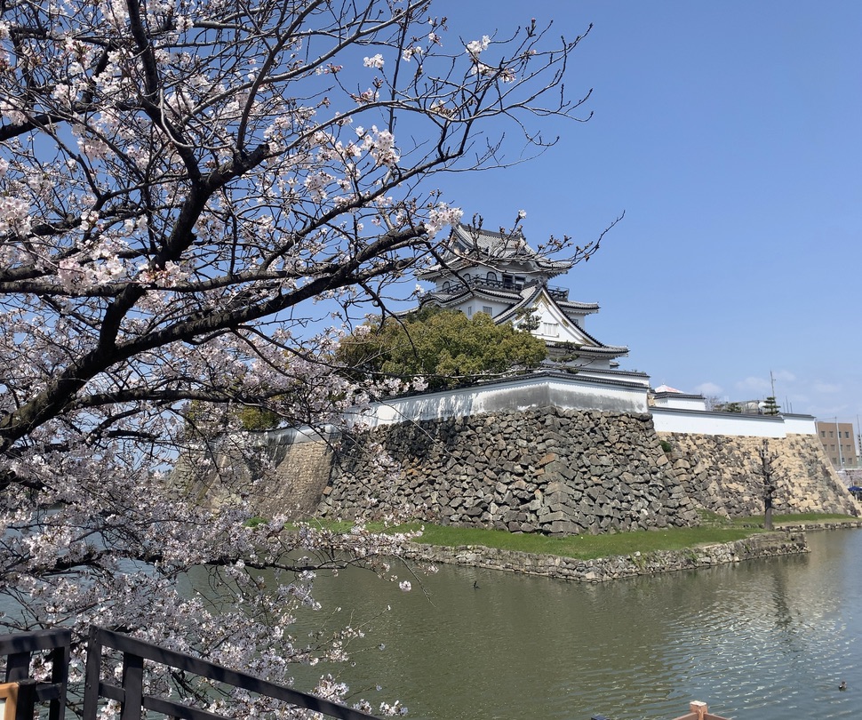 『岸和田城』に咲く桜