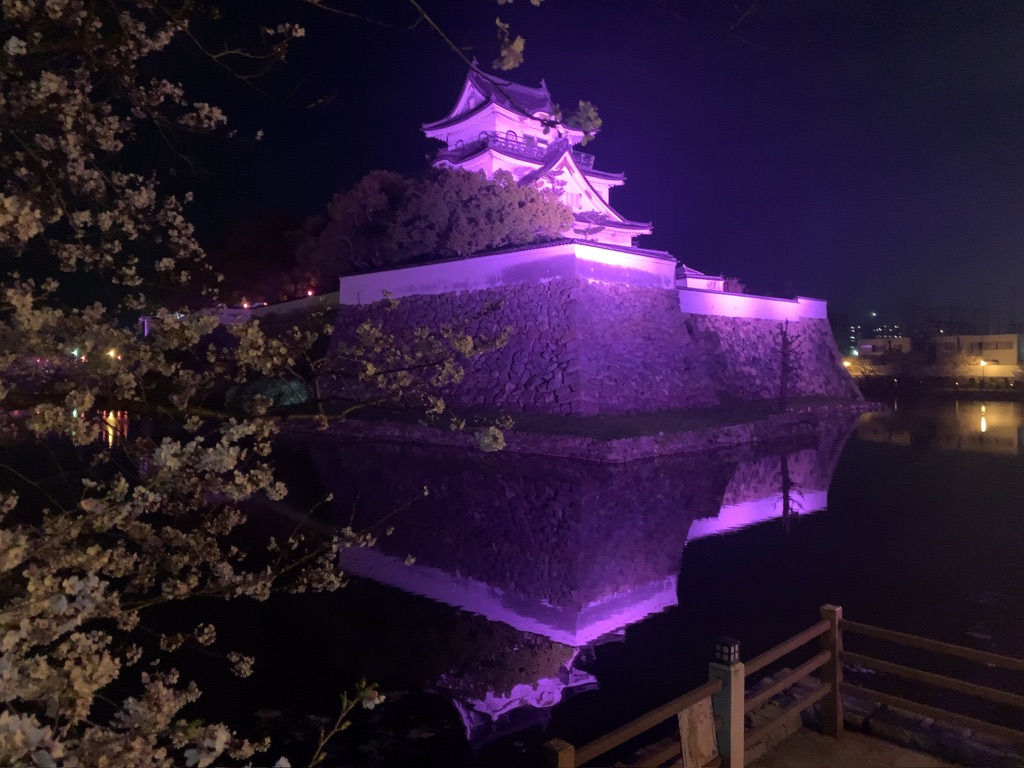 『岸和田城』に咲く夜桜とライトアップ