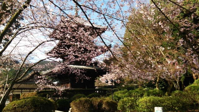 三井寺 桜