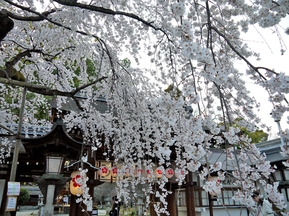 平野神社　桜　京都の桜 フリー写真