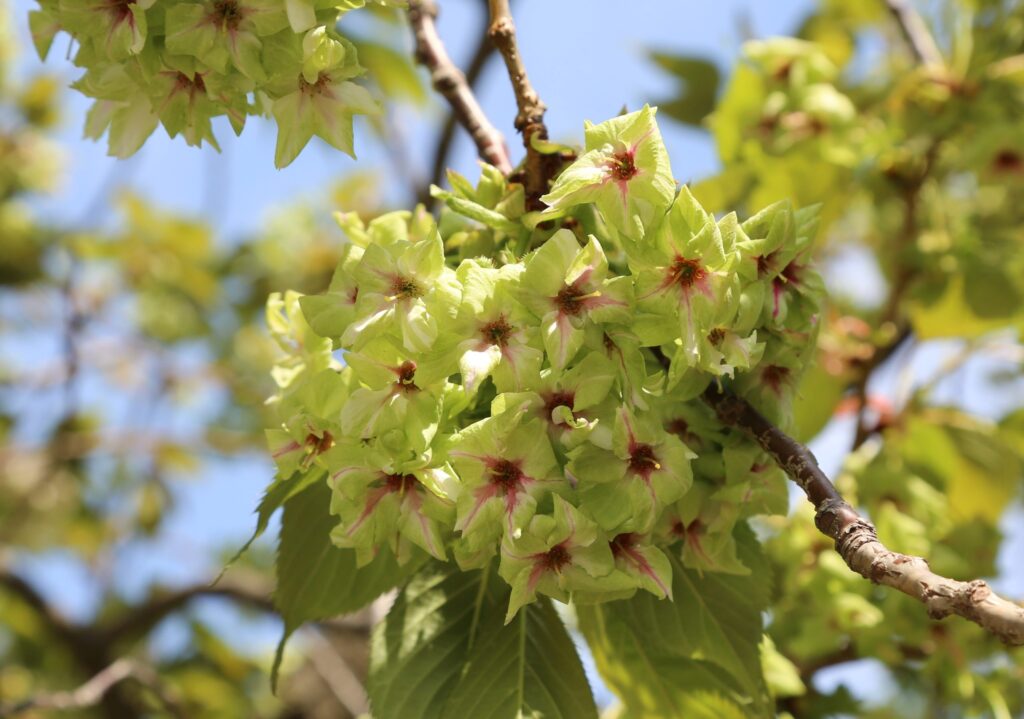 御衣黄（ぎょいこう）（桜の通り抜け（大阪）今年の花）