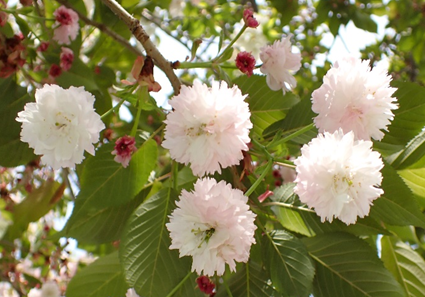 「福桜（ふくざくら）」（桜の通り抜け（大阪）新しい花）