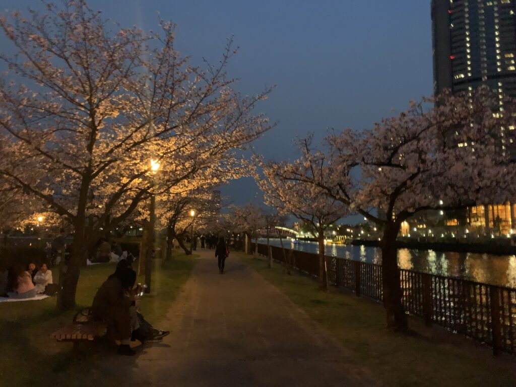 『毛馬桜之宮公園』に咲く桜(2025年4月5日)