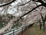 大阪城公園　桜　2022年