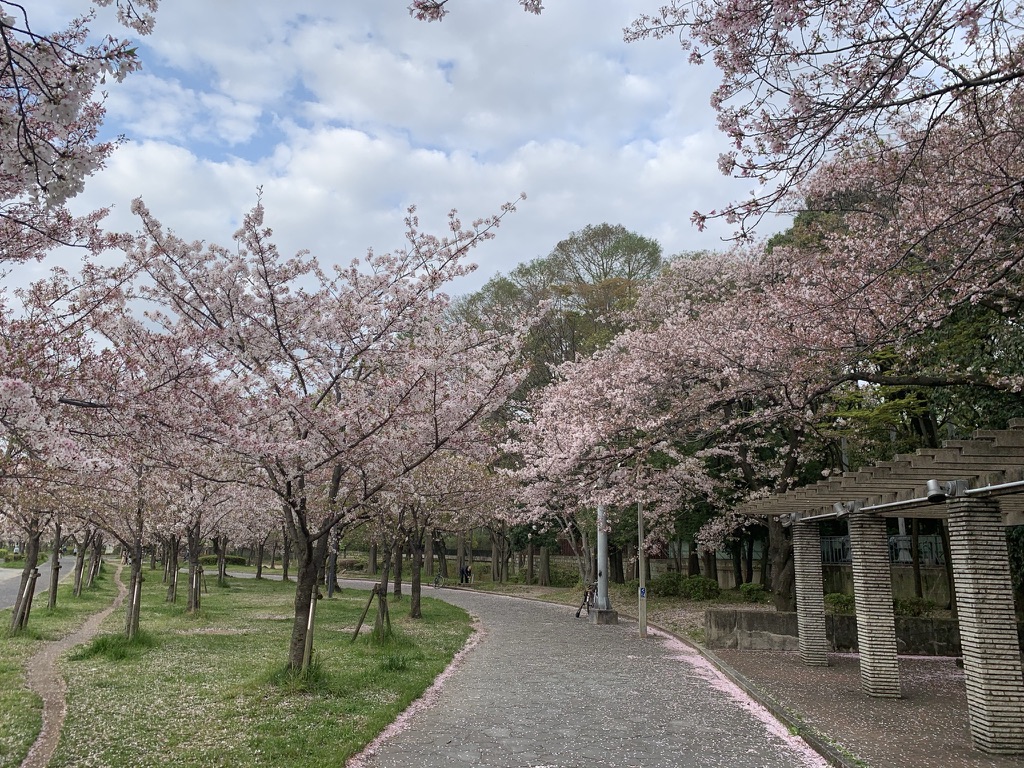 毛馬桜之宮公園　桜