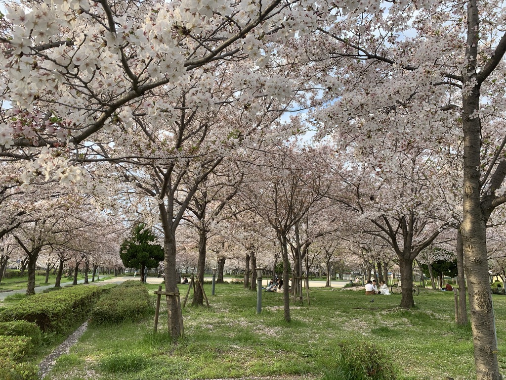 毛馬桜之宮公園　桜