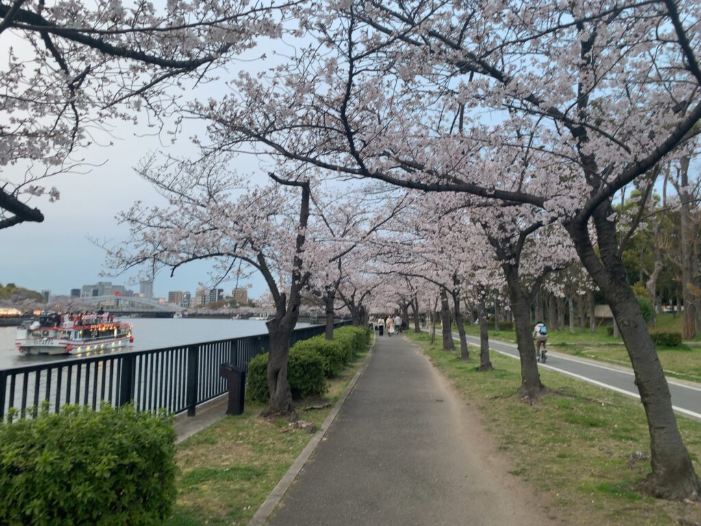 『毛馬桜之宮公園』に咲く桜(2025年4月5日)