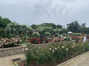 『長居植物園』に咲き誇る薔薇（バラ）たち（2025年5月11日）
