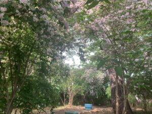 『住吉大社』の卯の花苑で咲き乱れる卯の花（2025年5月1日）