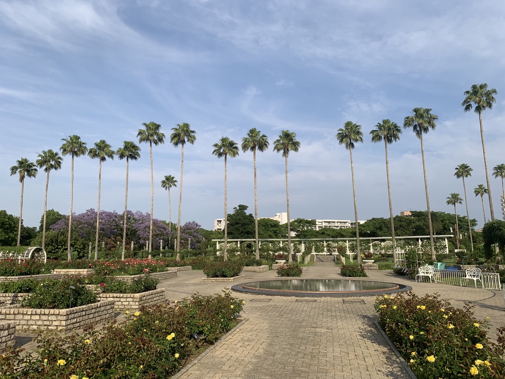 『長居植物園』に咲き誇る薔薇（バラ）たち（2026年6月11日）