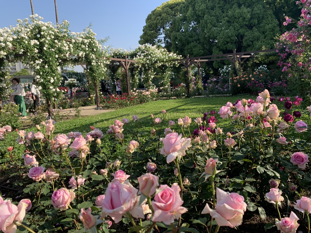 『長居植物園』 バラ園 薔薇 バラの回廊2023年5月10日