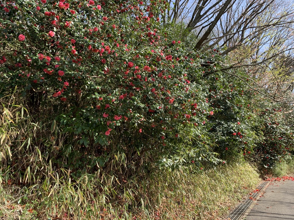 興法寺〜ぬかた園地　山道　赤い花　椿　サザンカ