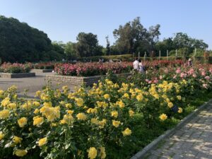 『長居植物園』のバラ園に咲くバラ（2024年5月4日）