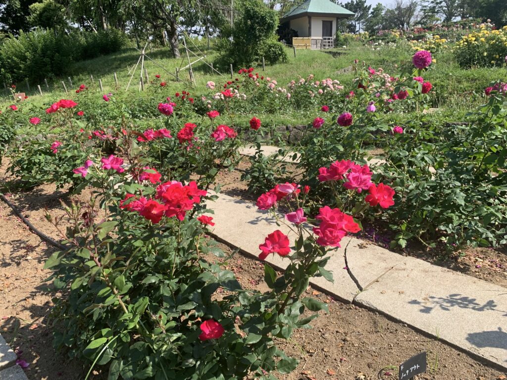 『浜寺公園』「棚田エリア」の薔薇「ノック・アウト」(2026年6月1日)