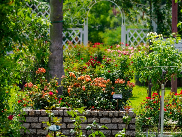 長居植物園 バラ園 薔薇