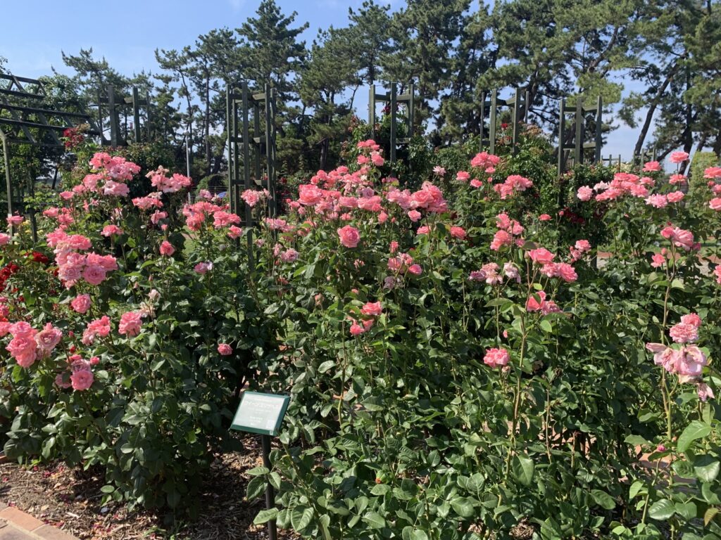 『浜寺公園』「まちの景」の薔薇「クイーン・エリザベス」(2026年6月1日)