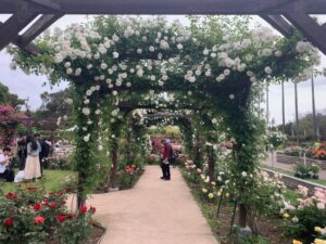『長居植物園』に咲き誇る薔薇（バラ）たち（2025年5月11日）
