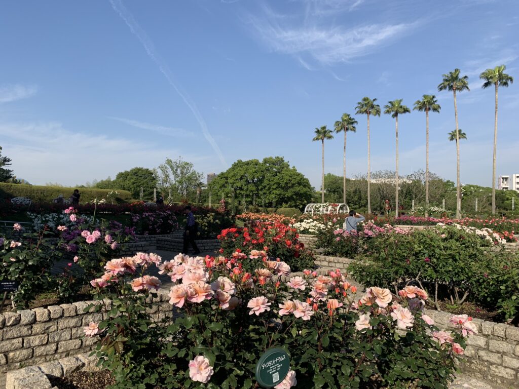 長居植物園 バラ園 薔薇 2023年5月10日
