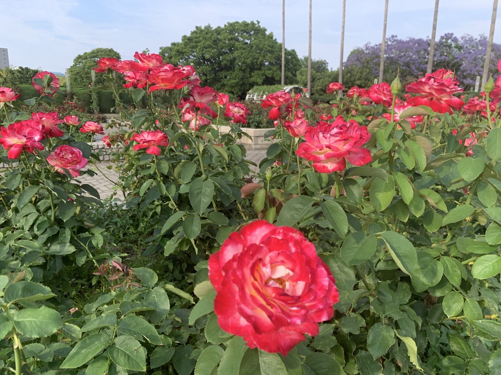 『長居植物園』に咲き誇る薔薇（バラ）たち（2026年6月11日）