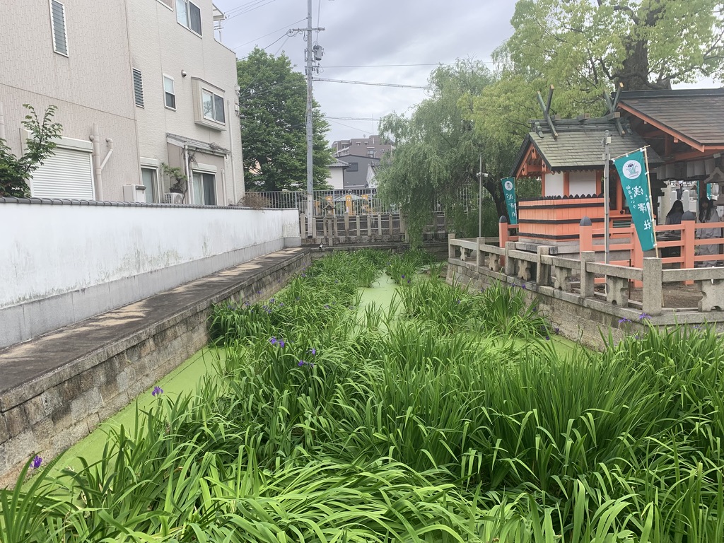 『住吉大社』の浅沢社に咲く杜若（カキツバタ）（2026年5月6日）