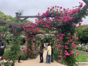 『長居植物園』に咲き誇る薔薇（バラ）たち（2025年5月11日）