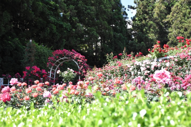 霊山寺 バラ園 薔薇