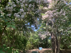 『住吉大社』の卯の花苑で咲き乱れる卯の花（2024年5月4日）