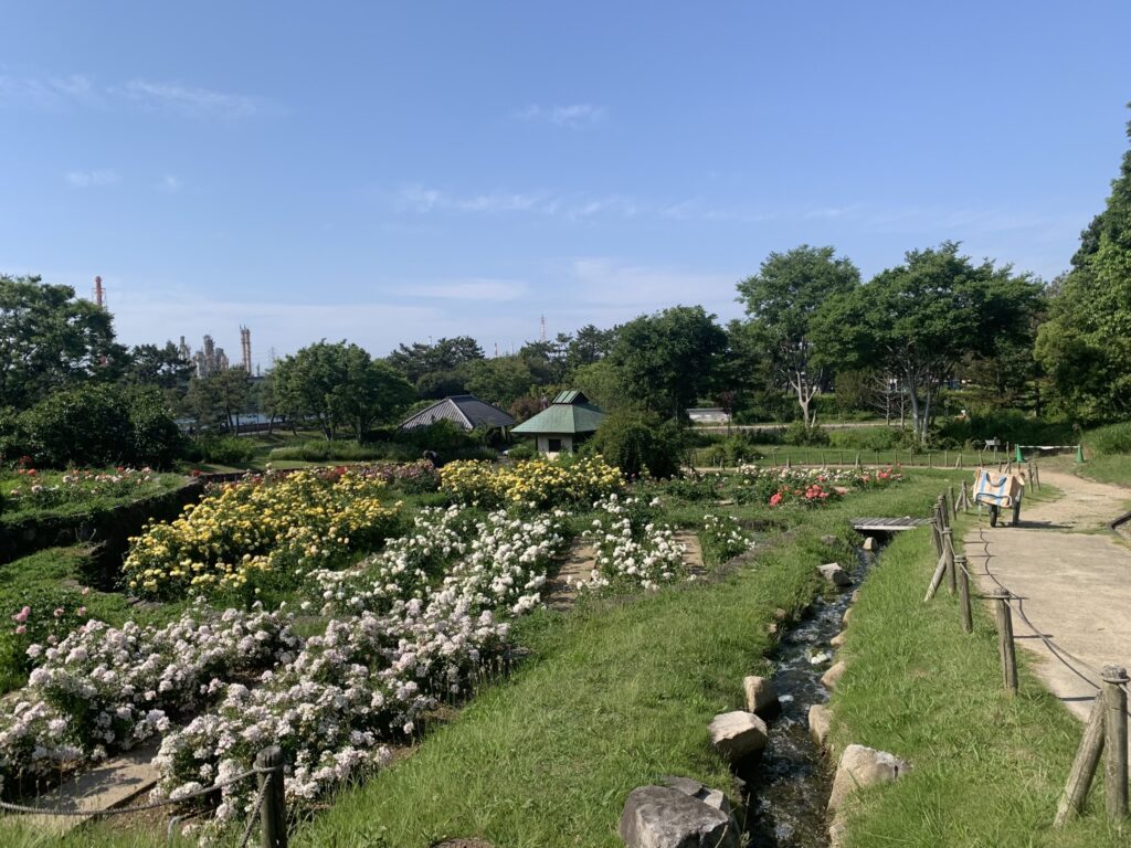 『浜寺公園』「棚田エリア」の様子(2026年6月1日)