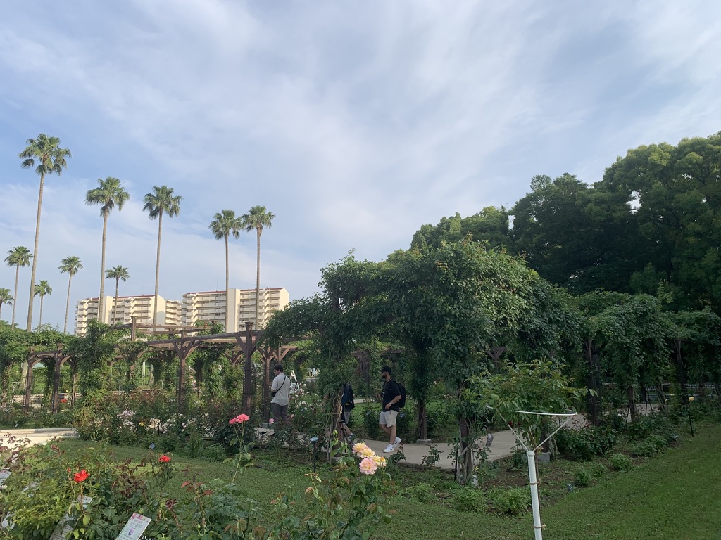 『長居植物園』に咲き誇る薔薇（バラ）たち（2026年6月11日）