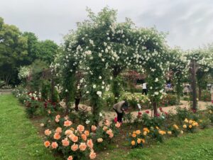 『長居植物園』に咲き誇る薔薇（バラ）たち（2025年5月11日）
