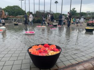『長居植物園』に咲き誇る薔薇（バラ）たち（2025年5月11日）